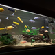 Illustration for article titled Man Strains To Find Personalities In Pet Fish